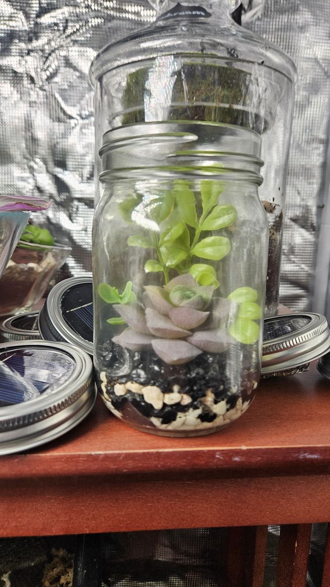 Jar terrarium with green succulents and white stones